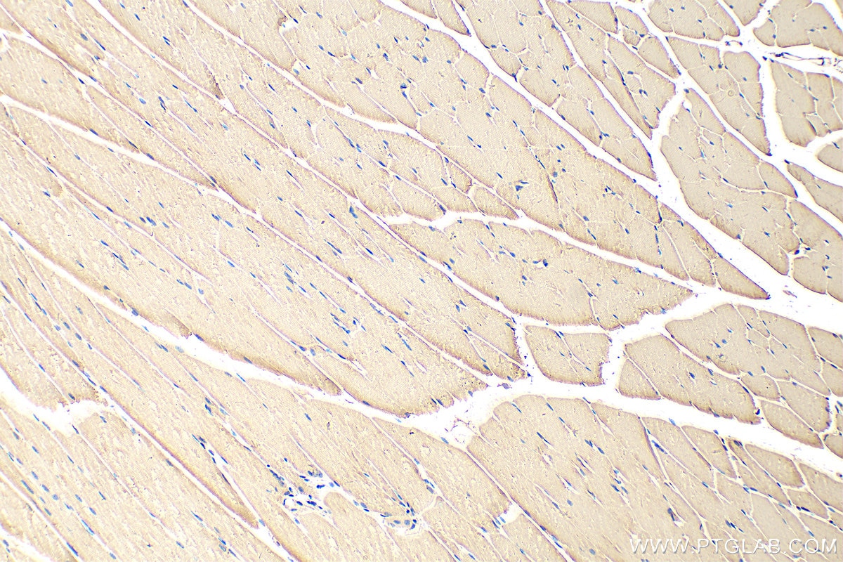 Immunohistochemistry (IHC) staining of mouse skeletal muscle tissue using Nidogen 2 Polyclonal antibody (13530-1-AP)