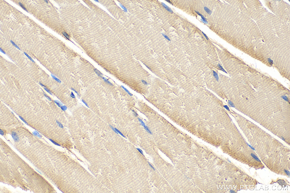 Immunohistochemistry (IHC) staining of mouse skeletal muscle tissue using Nidogen 2 Polyclonal antibody (13530-1-AP)