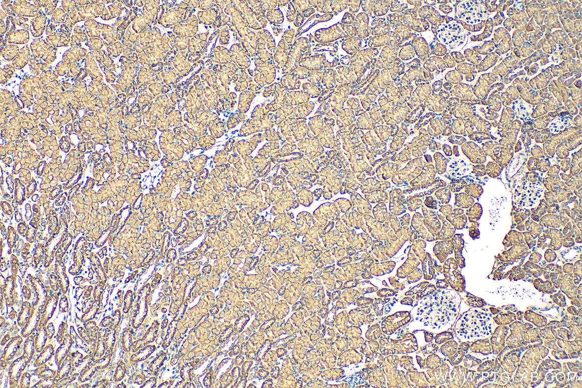 Immunohistochemistry (IHC) staining of mouse kidney tissue using Nidogen 2 Polyclonal antibody (13530-1-AP)