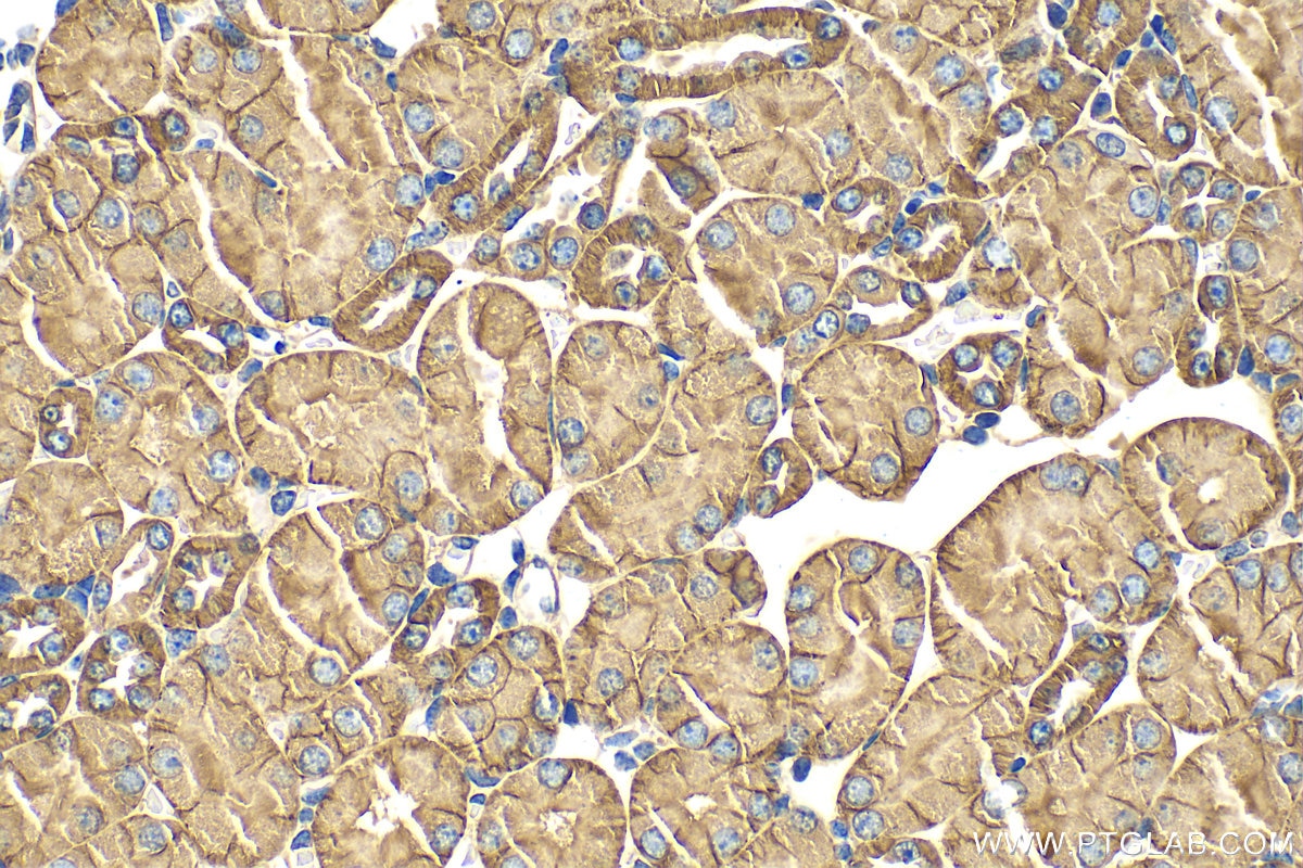Immunohistochemistry (IHC) staining of mouse kidney tissue using Nidogen 2 Polyclonal antibody (13530-1-AP)