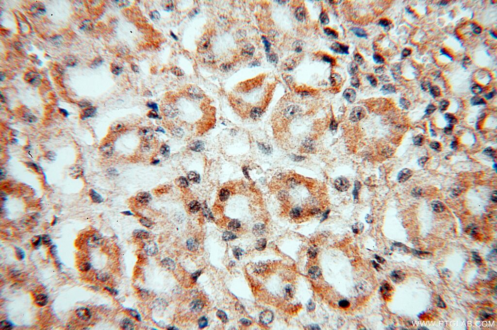 Immunohistochemistry (IHC) staining of human kidney tissue using Nidogen 2 Polyclonal antibody (13530-1-AP)