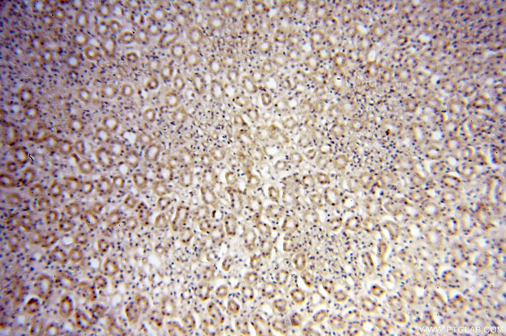 Immunohistochemistry (IHC) staining of human kidney tissue using Nidogen 2 Polyclonal antibody (13530-1-AP)