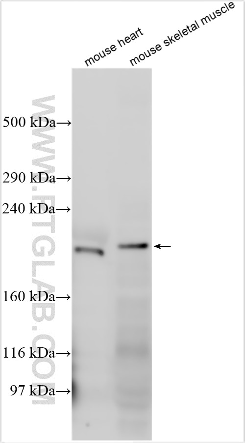 Western Blot (WB) analysis of various lysates using Nidogen 2 Polyclonal antibody (13530-1-AP)