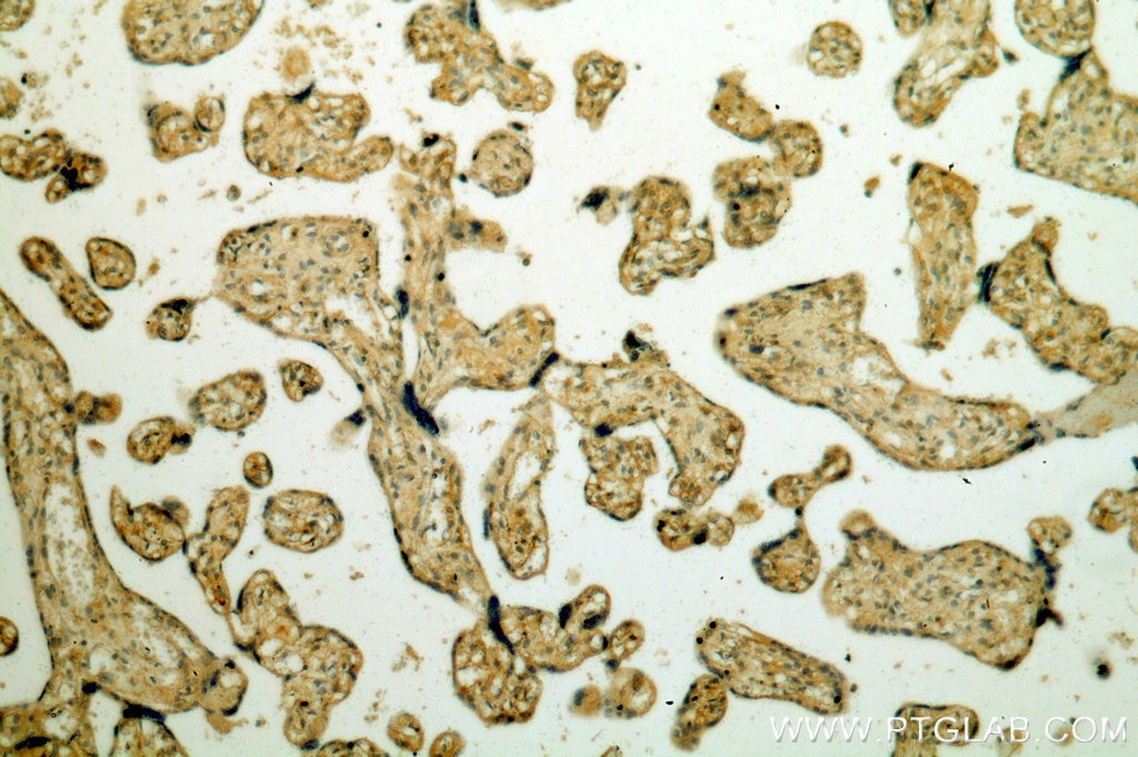 Immunohistochemistry (IHC) staining of human placenta tissue using Nidogen 2 Polyclonal antibody (19076-1-AP)