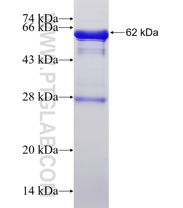 NID2 fusion protein Ag4424 SDS-PAGE