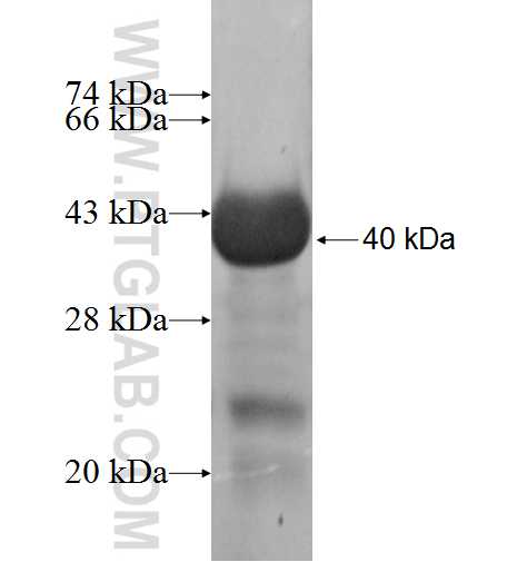 NID2 fusion protein Ag4643 SDS-PAGE