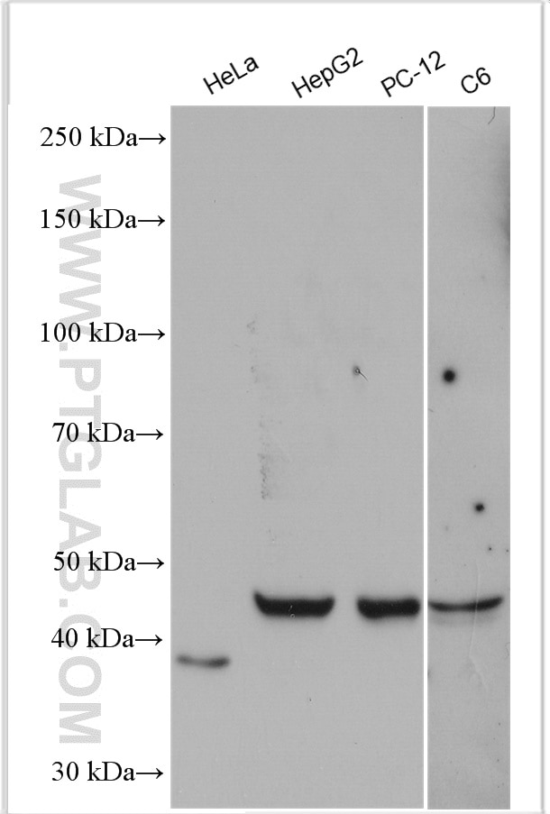 Western Blot (WB) analysis of various lysates using NIF3L1 Polyclonal antibody (10549-1-AP)