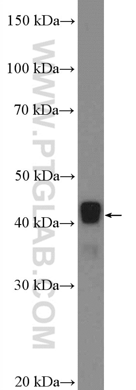 Western Blot (WB) analysis of HepG2 cells using NIF3L1 Polyclonal antibody (10549-1-AP)