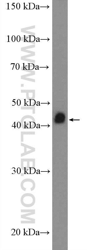 Western Blot (WB) analysis of PC-3 cells using NIF3L1 Polyclonal antibody (10549-1-AP)