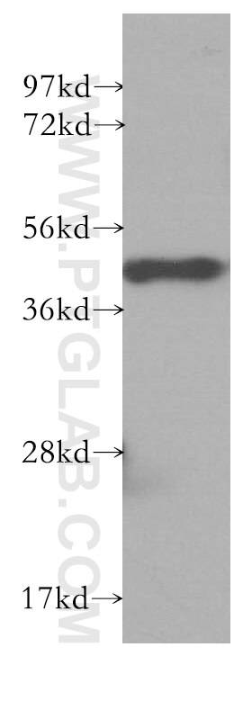 Western Blot (WB) analysis of HEK-293 cells using NIF3L1 Polyclonal antibody (10549-1-AP)