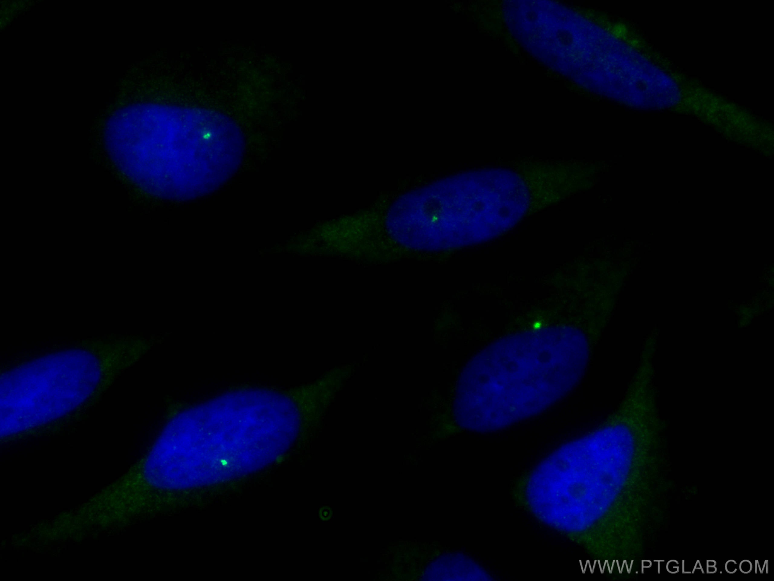 Immunofluorescence (IF) / fluorescent staining of HeLa cells using Ninein Polyclonal antibody (13007-1-AP)