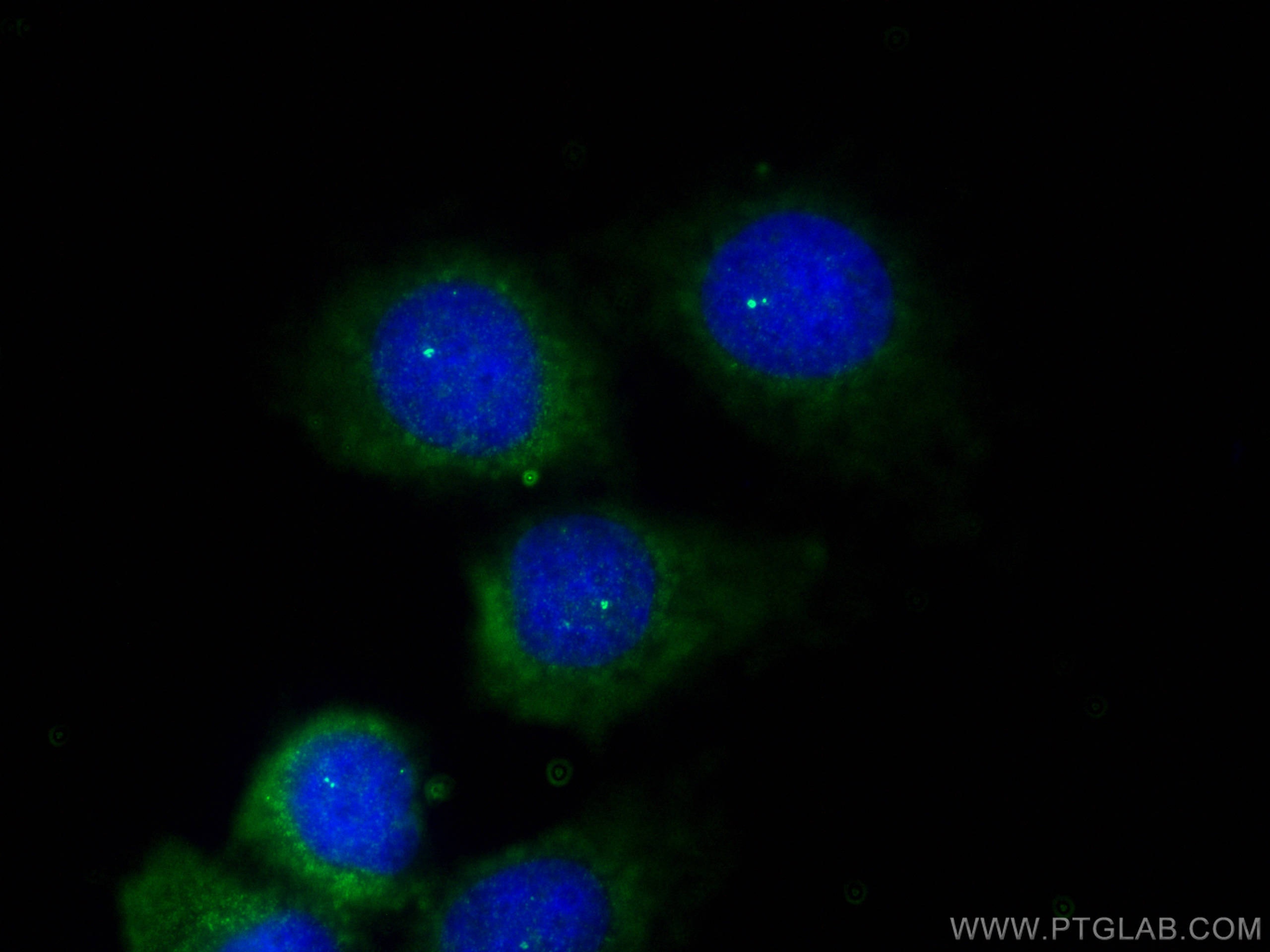 Immunofluorescence (IF) / fluorescent staining of MCF-7 cells using Ninein Polyclonal antibody (13007-1-AP)