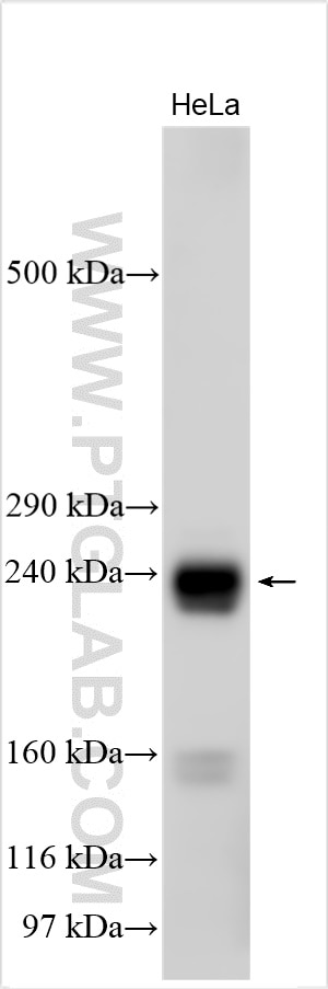 Western Blot (WB) analysis of various lysates using Ninein Polyclonal antibody (13007-1-AP)