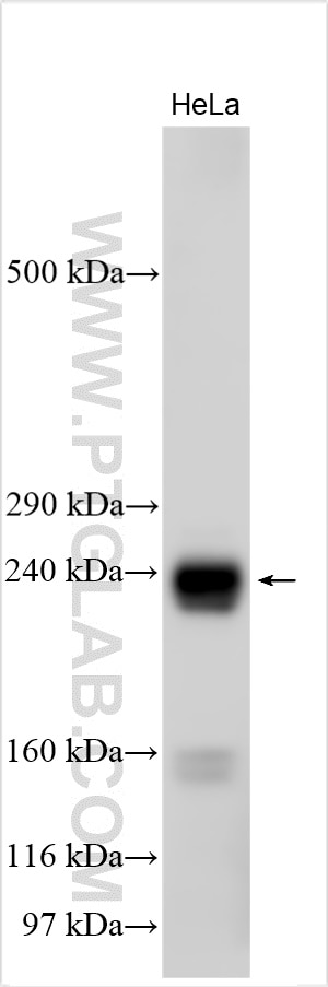 WB analysis using 13007-1-AP