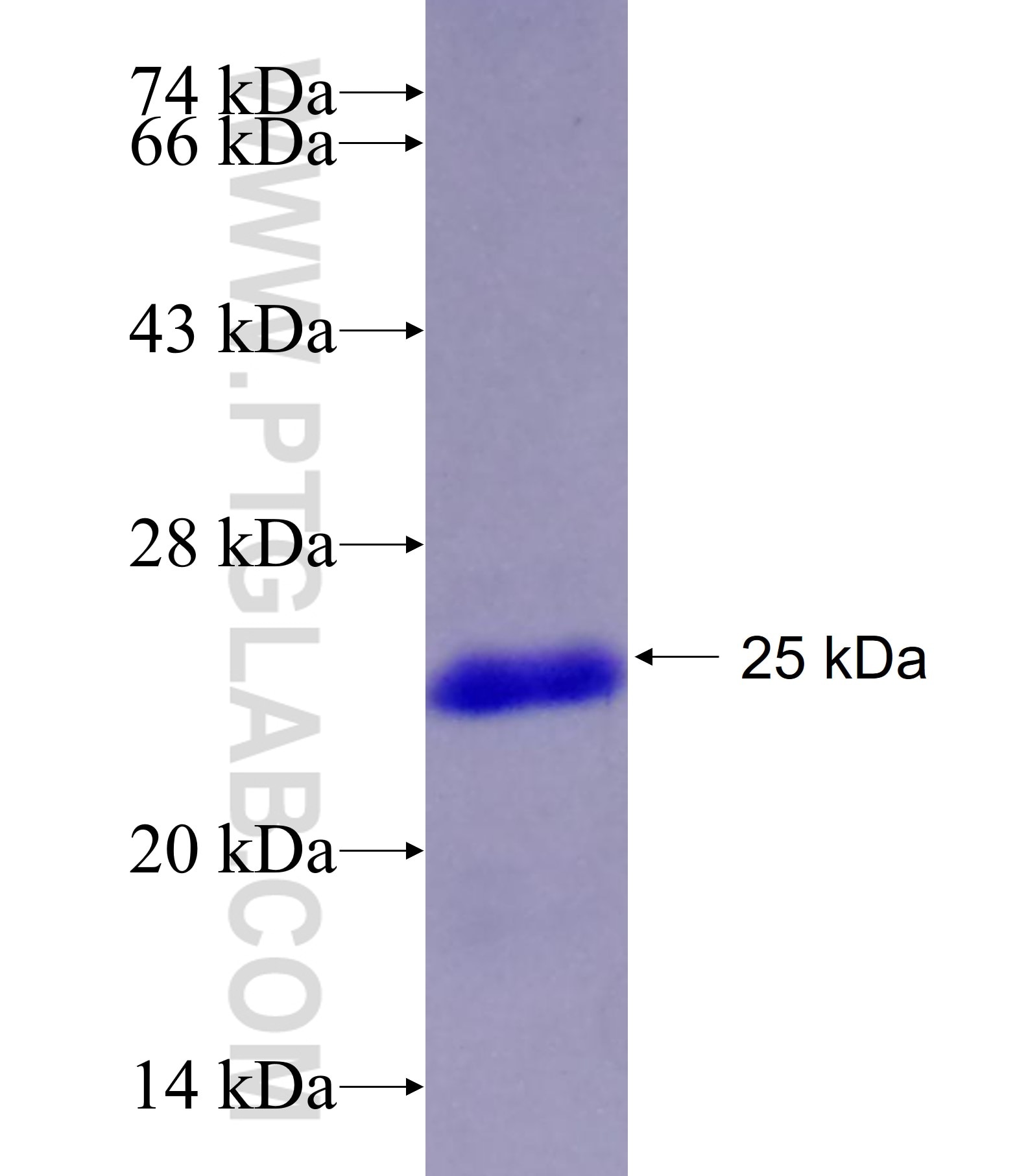 Ninein fusion protein Ag14652 SDS-PAGE