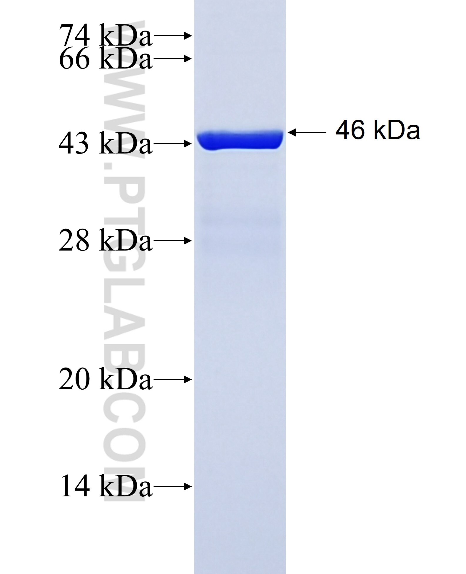 Ninein fusion protein Ag3688 SDS-PAGE