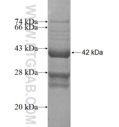 NINJ2 fusion protein Ag5215 SDS-PAGE