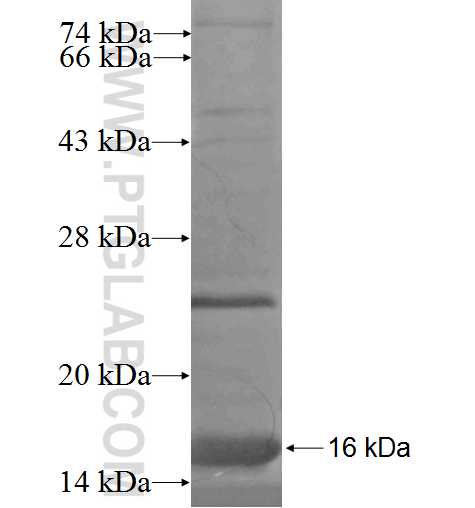 NINJ2 fusion protein Ag5343 SDS-PAGE