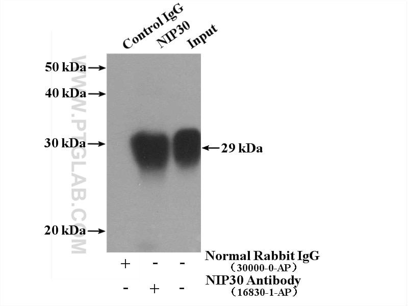 Immunoprecipitation (IP) experiment of HeLa cells using NIP30 Polyclonal antibody (16830-1-AP)