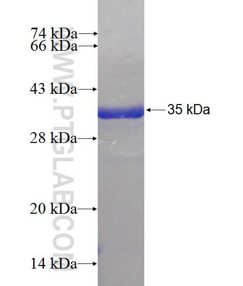 NIP30 fusion protein Ag10331 SDS-PAGE