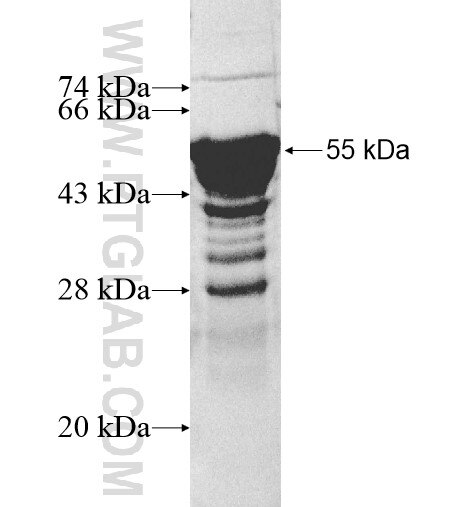 NIP30 fusion protein Ag10439 SDS-PAGE