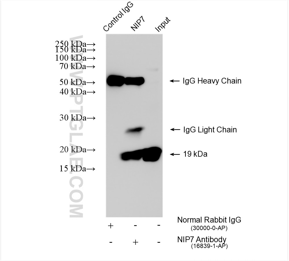 Immunoprecipitation (IP) experiment of HeLa cells using NIP7 Polyclonal antibody (16839-1-AP)