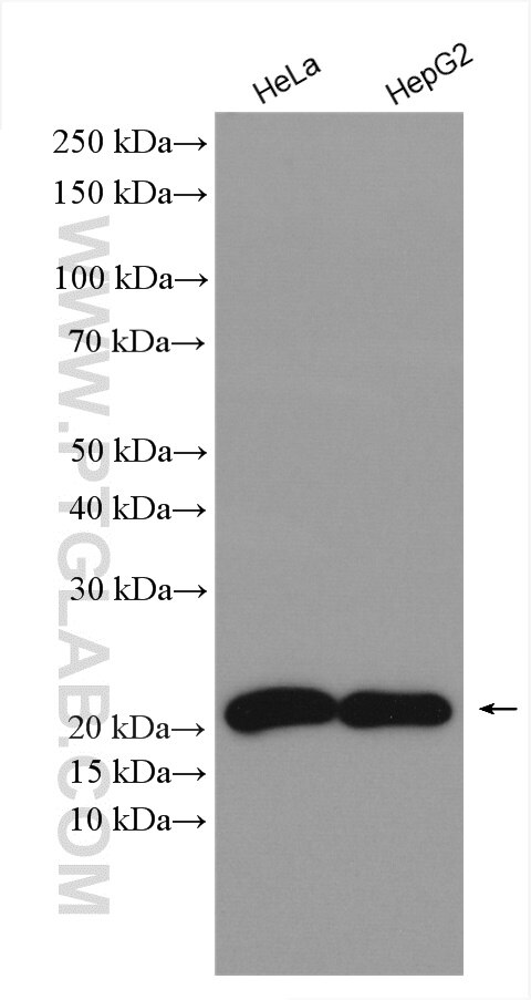 Western Blot (WB) analysis of various lysates using NIP7 Polyclonal antibody (16839-1-AP)