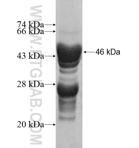 NIP7 fusion protein Ag10526 SDS-PAGE