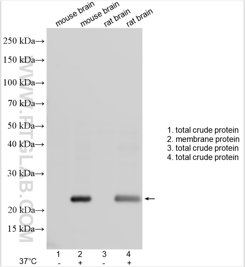 Western Blot (WB) analysis of various lysates using NIPA1 Polyclonal antibody (27077-1-AP)