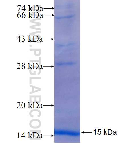 NIPA1 fusion protein Ag23847 SDS-PAGE