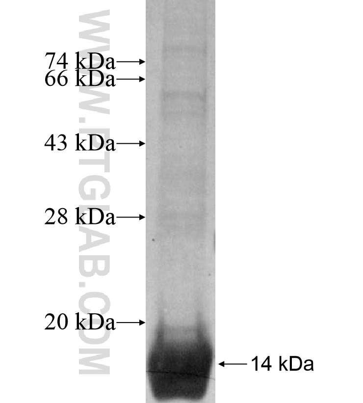 NIPA2 fusion protein Ag16828 SDS-PAGE