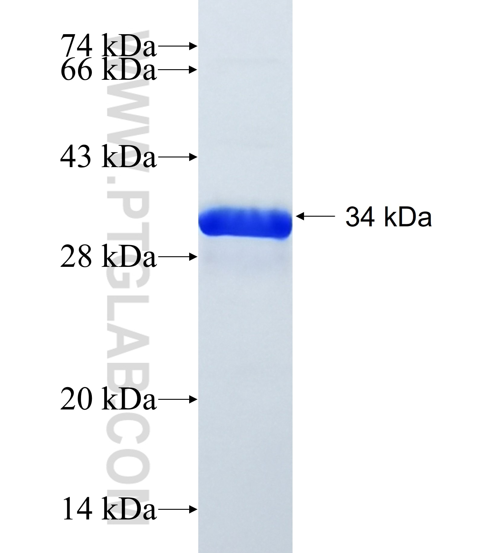 NIPAL1 fusion protein Ag39256 SDS-PAGE