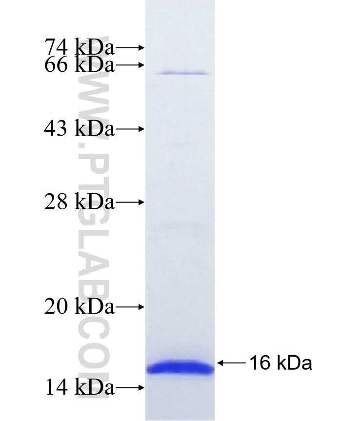 NIPAL1 fusion protein Ag22025 SDS-PAGE