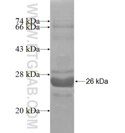 NIPBL fusion protein Ag5663 SDS-PAGE