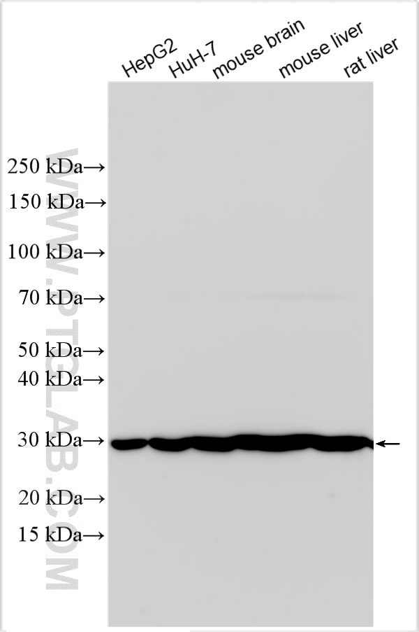 WB analysis using 33020-1-AP Western Blot (WB) analysis of various lysates using NIPSNAP1 Polyclonal antibody (33020-1-AP)