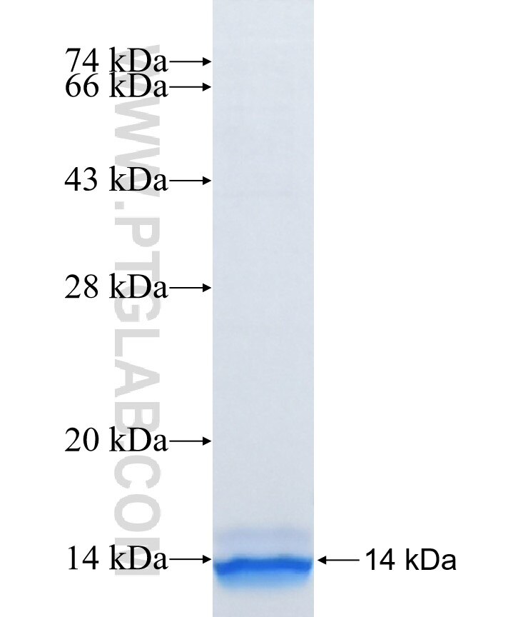 NIPSNAP1 fusion protein Ag37424 SDS-PAGE
