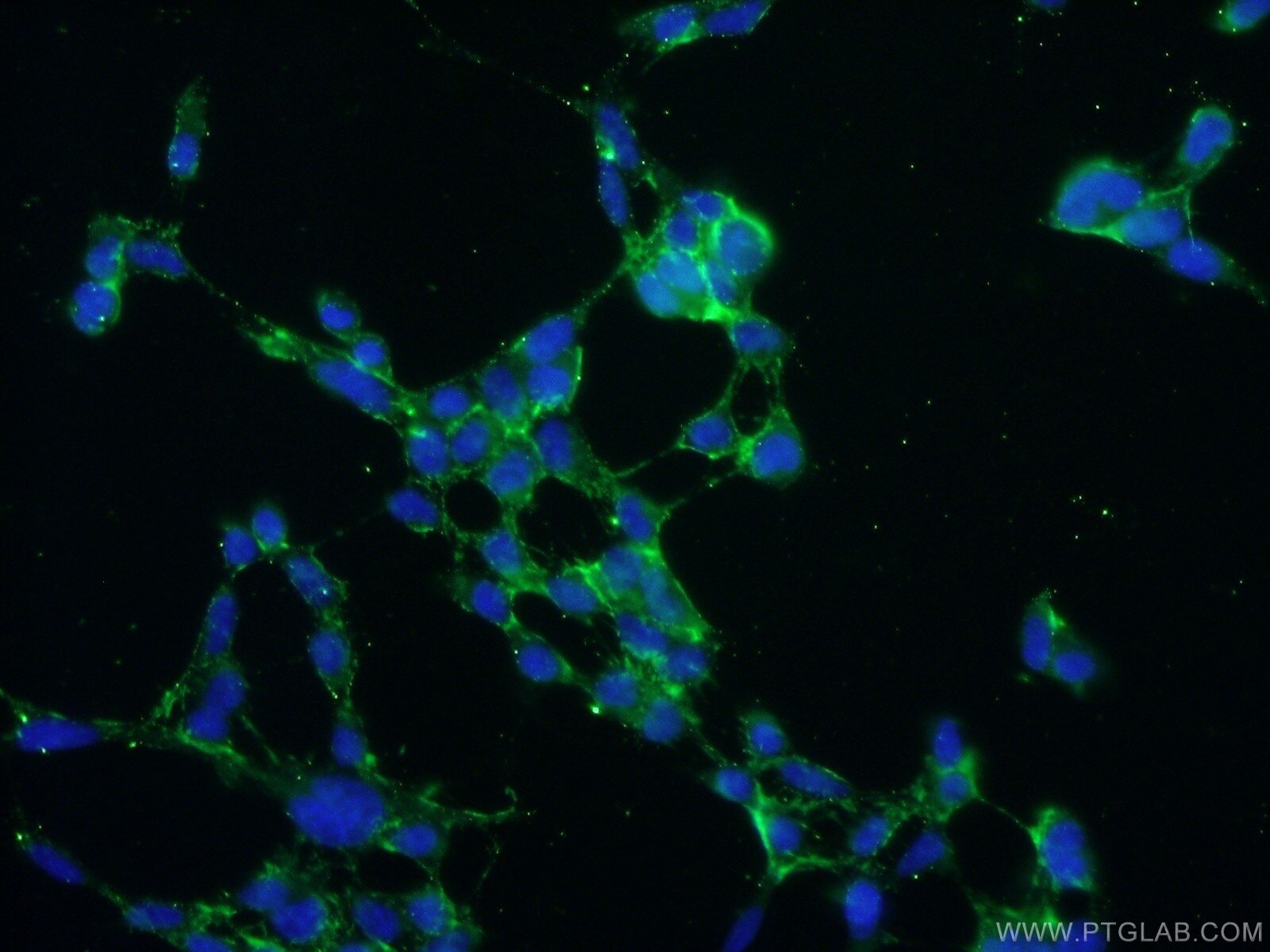 IF Staining of HEK-293 using 10751-1-AP