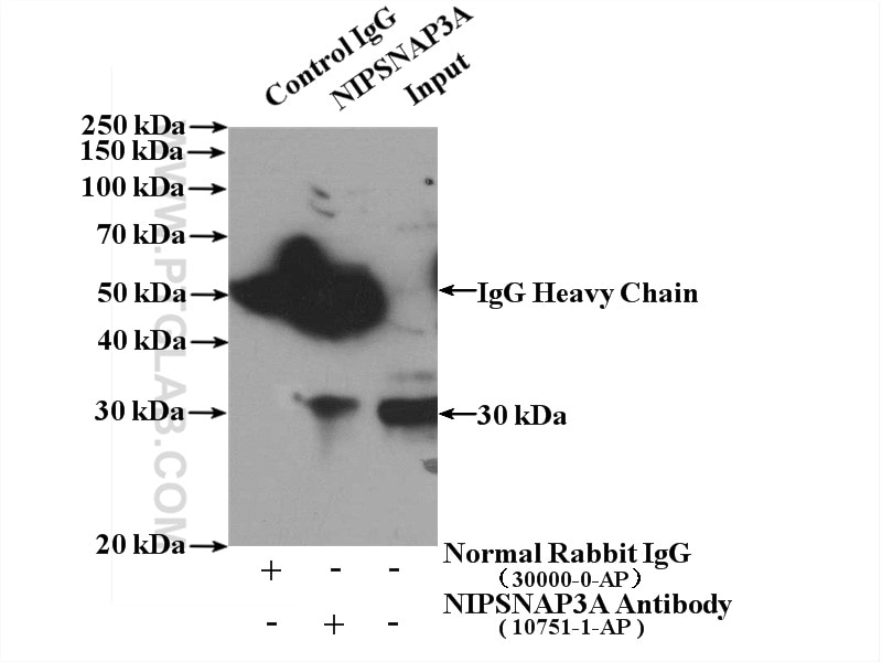 Immunoprecipitation (IP) experiment of mouse brain tissue using NIPSNAP3A Polyclonal antibody (10751-1-AP)