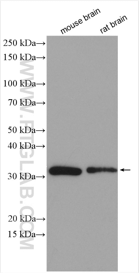 Western Blot (WB) analysis of various lysates using NIPSNAP3A Polyclonal antibody (10751-1-AP)