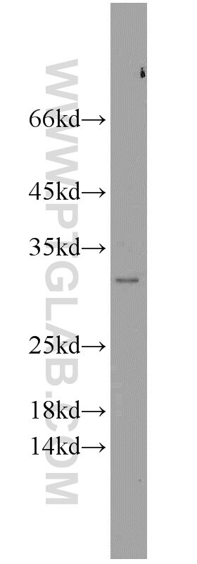 WB analysis of HEK-293 using 10751-1-AP