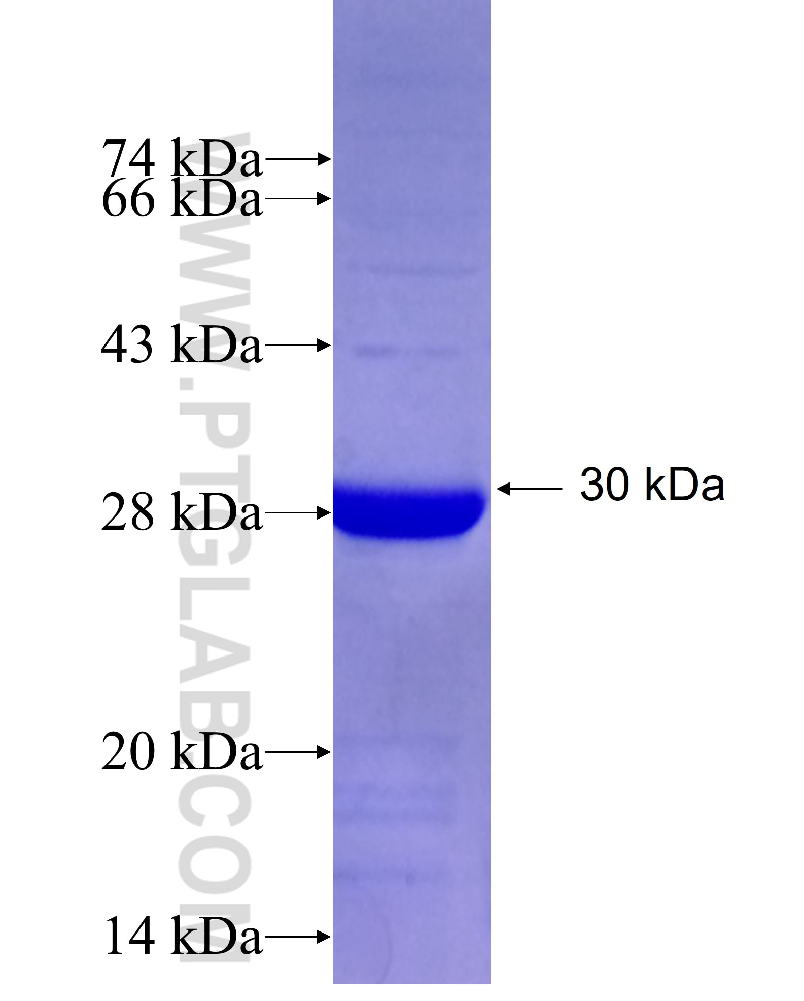 NIPSNAP3A fusion protein Ag27112 SDS-PAGE