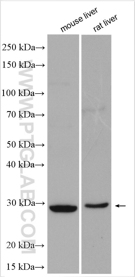 Western Blot (WB) analysis of various lysates using NIPSNAP3B Polyclonal antibody (11789-1-AP)