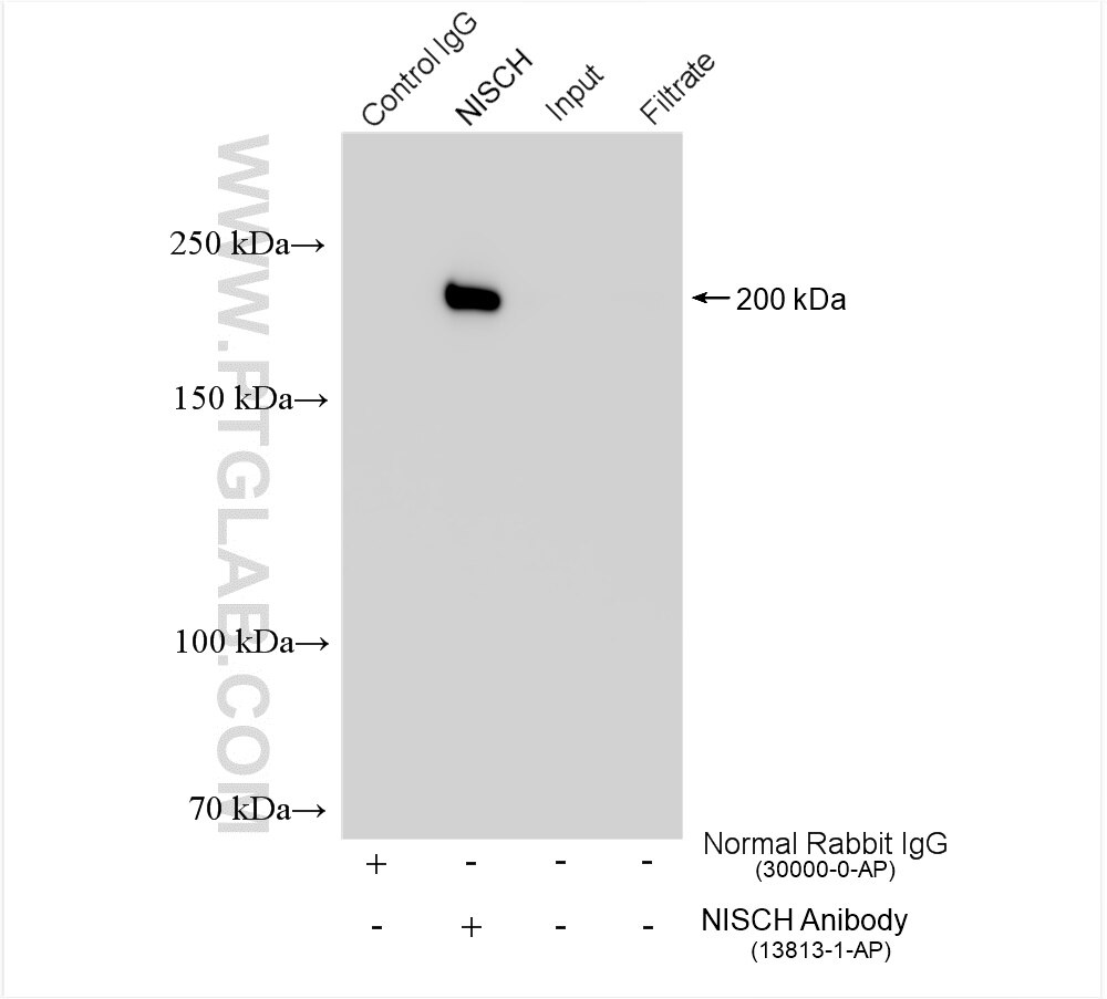 Immunoprecipitation (IP) experiment of Jurkat cells using NISCH Polyclonal antibody (13813-1-AP)
