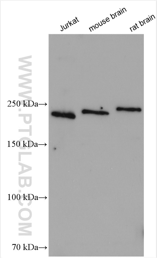 Western Blot (WB) analysis of various lysates using NISCH Polyclonal antibody (13813-1-AP)