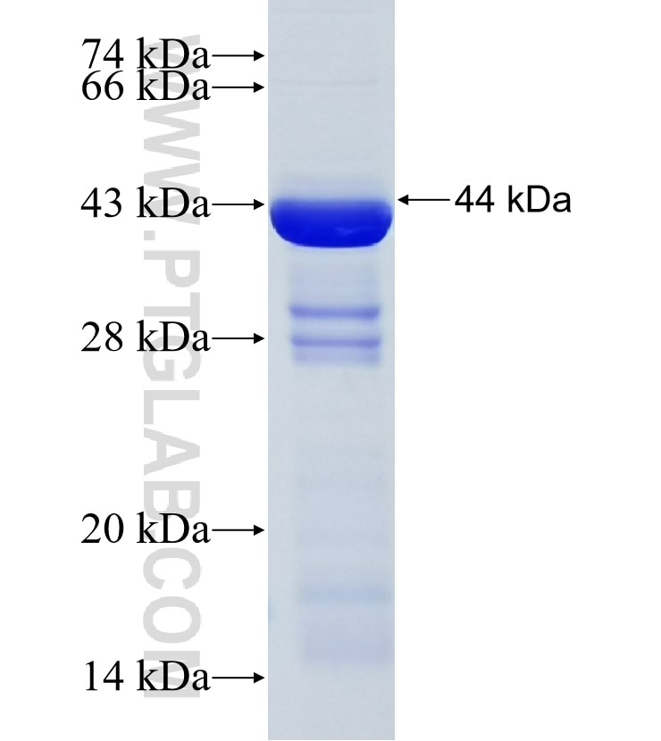 NISCH fusion protein Ag33989 SDS-PAGE NISCH fusion protein Ag33989 SDS-PAGE