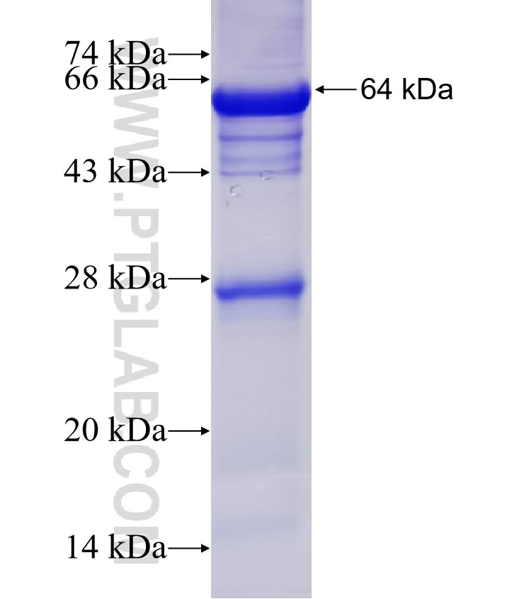 NISCH fusion protein Ag4880 SDS-PAGE