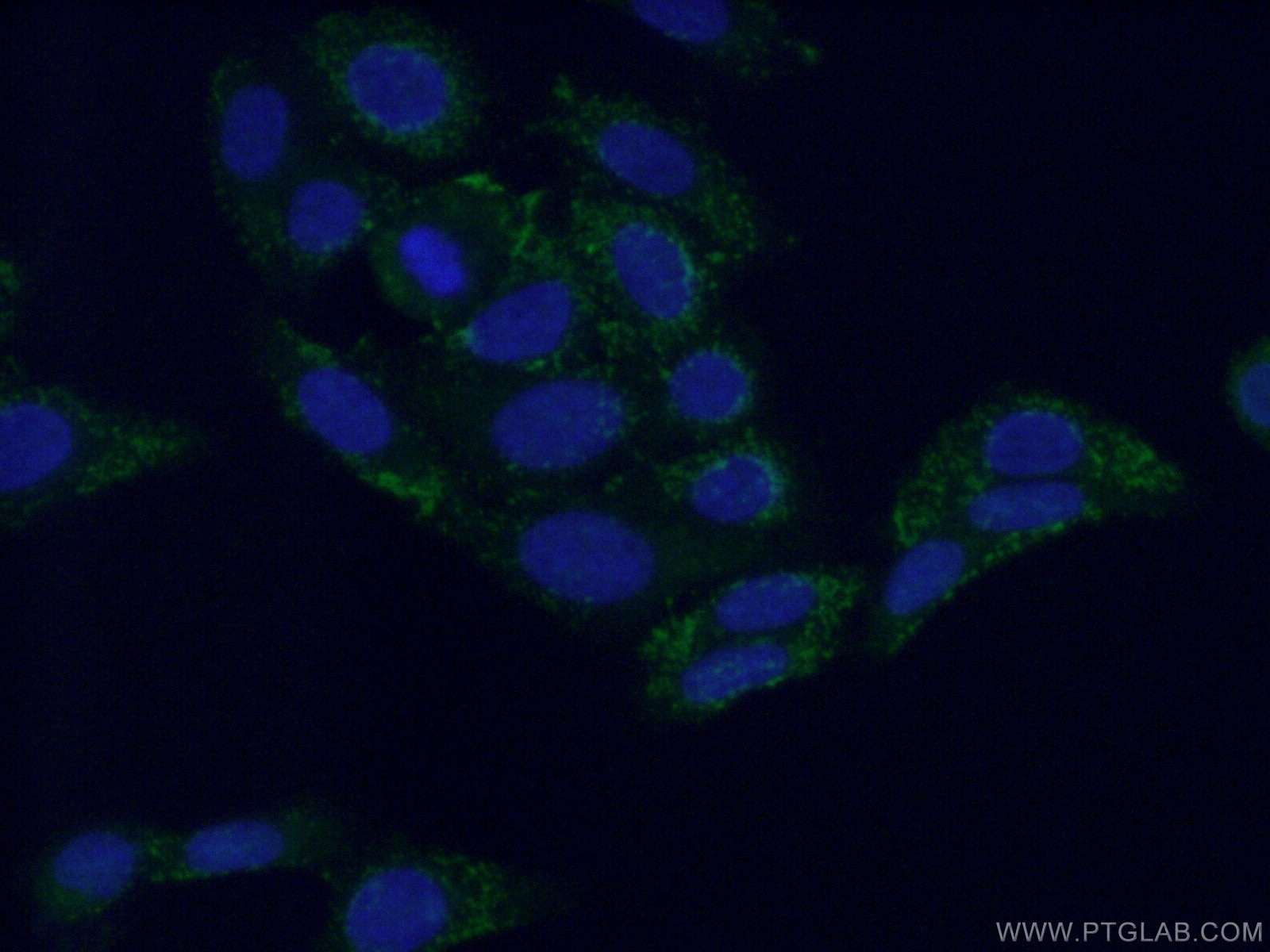 Immunofluorescence (IF) / fluorescent staining of HepG2 cells using NIT1 Polyclonal antibody (14380-1-AP)