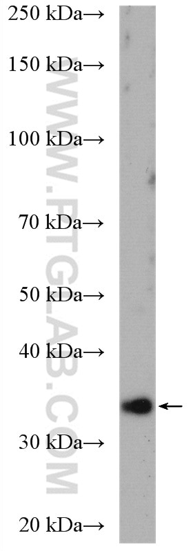 Western Blot (WB) analysis of HeLa cells using NIT1 Polyclonal antibody (14380-1-AP)