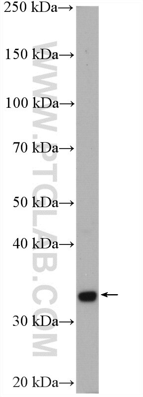 Western Blot (WB) analysis of HepG2 cells using NIT1 Polyclonal antibody (14380-1-AP)