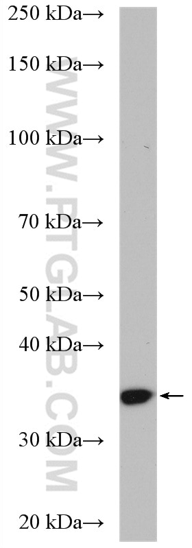 Western Blot (WB) analysis of HEK-293T cells using NIT1 Polyclonal antibody (14380-1-AP)